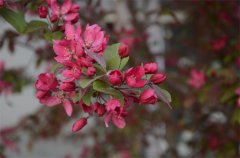 春花朵朵  “秀”出滿園春色